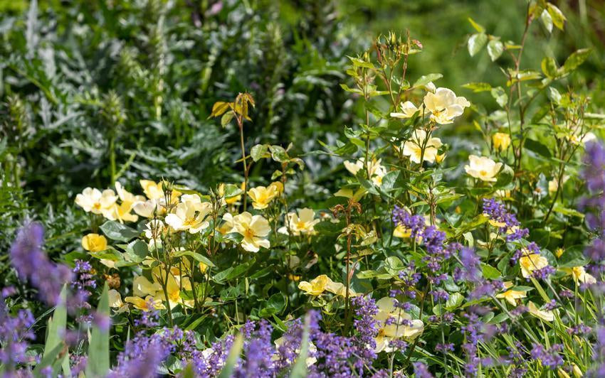 Tottering by Gently rose bred by David Austin with companion plants