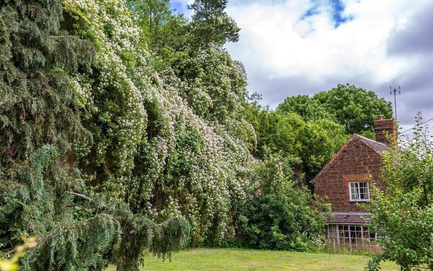 Eine Ramblerrose an einem Baum pflanzen und wachsen lassen