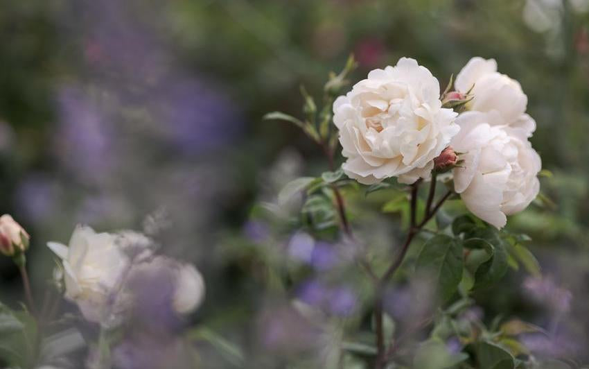 Rosen im Schatten: Englische Rosen für halbschattige Plätze