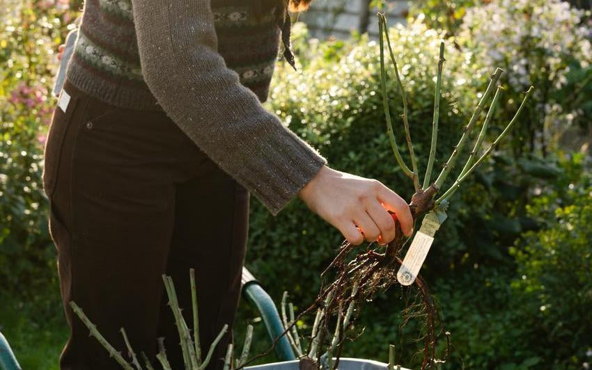 Warum die besten Rosengärten im Winter beginnen