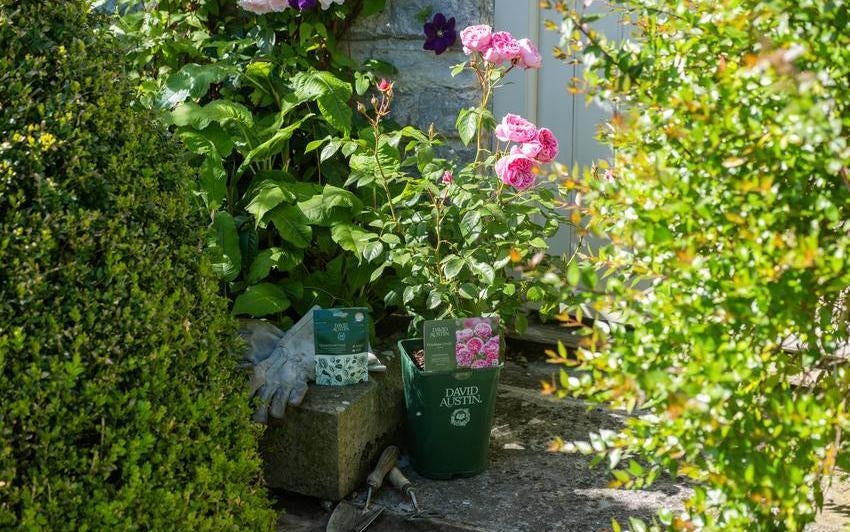 Topfrosen pflanzen: Schritt für Schritt für Garten und Kübel