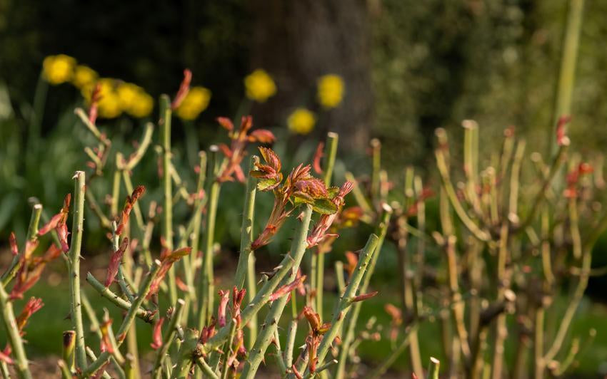 Gartenpflege von Grund auf: Die nachhaltigen Vorteile des Mulchens