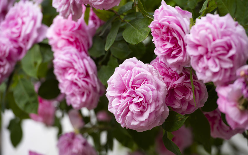 Gertrude Jekyll pink rose bred by David Austin