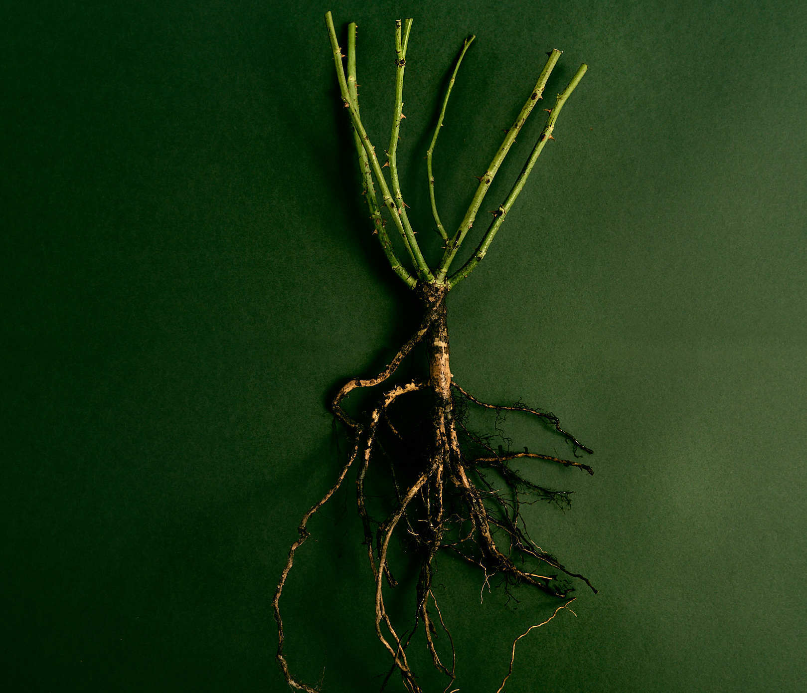 Close up flat lay shot of a bare root rose against a green background