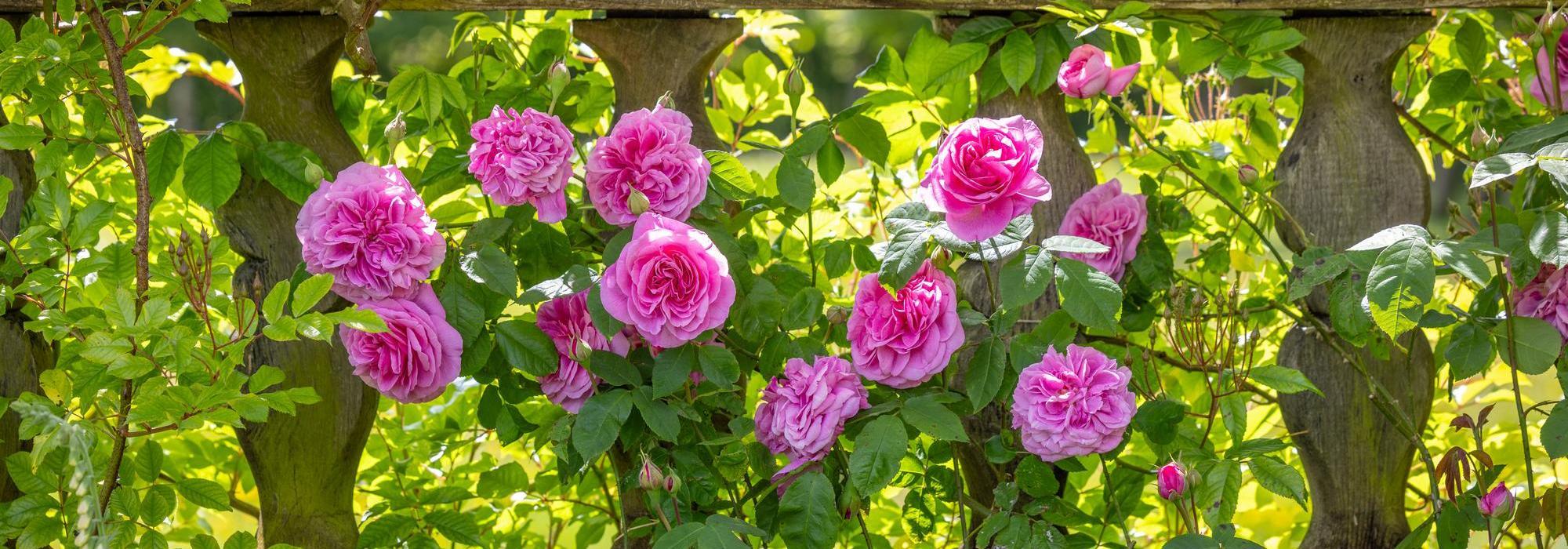 Gertrude Jekyll pink English rose bred by David Austin