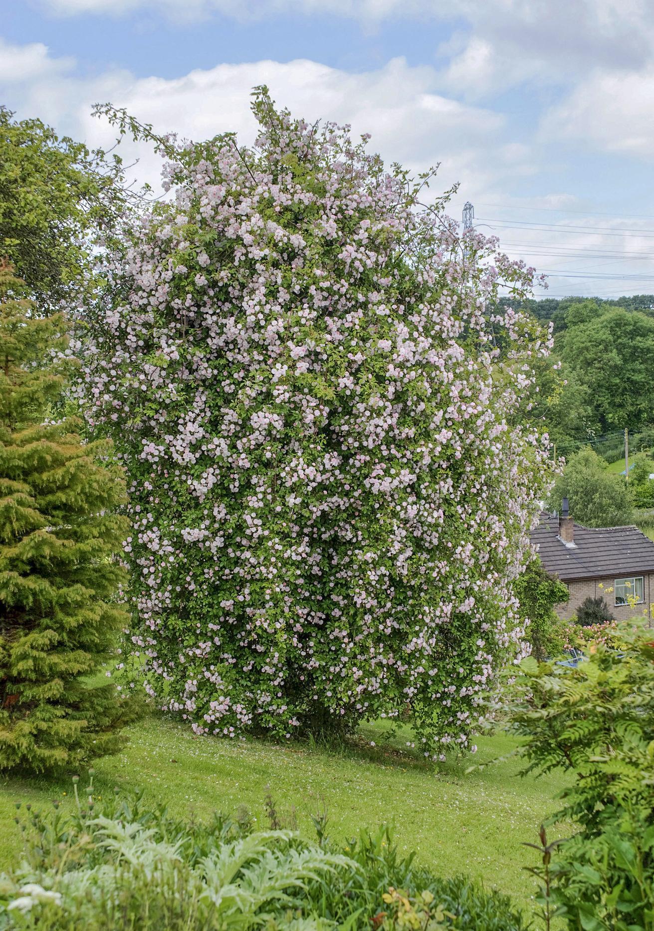 Paul_s_Himalayan_Musk_over_apple_tree