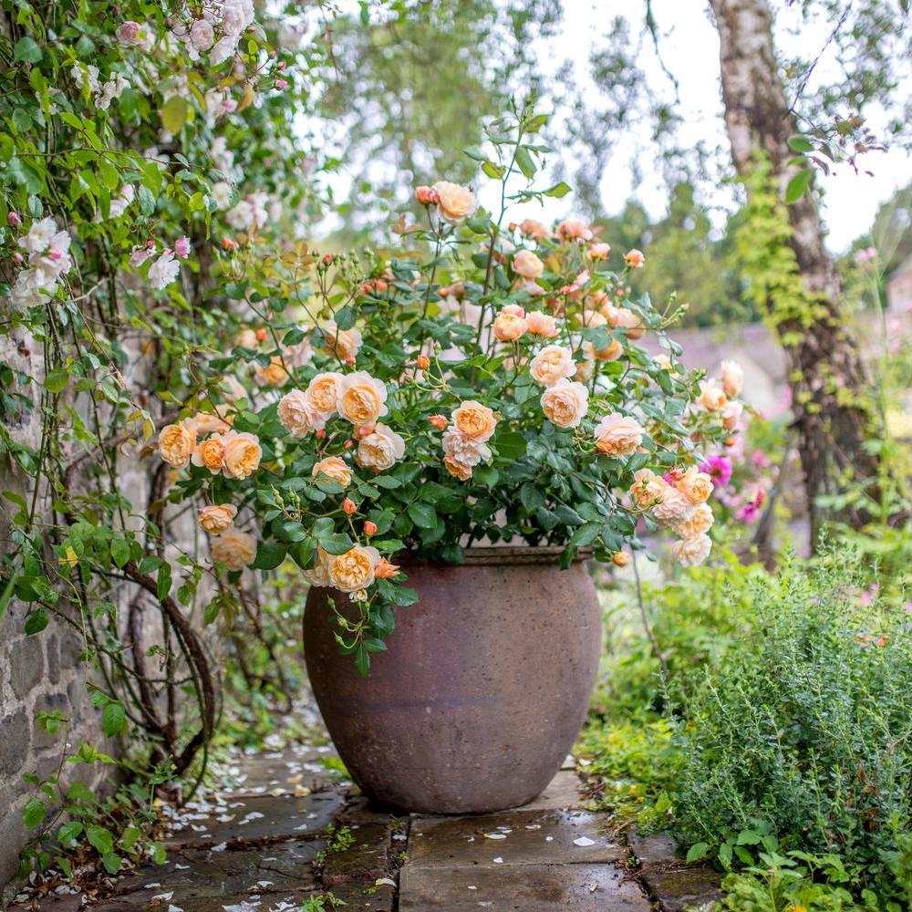 Roald Dahl English rose bred by David Austin in a pot