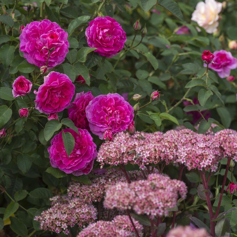 England's rose with pink companion plant sedum