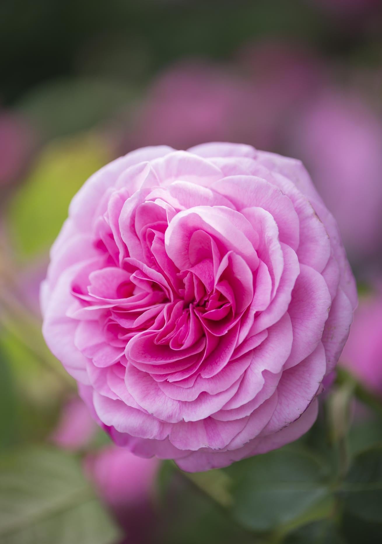 Gertrude Jekyll pink English rose bred by David Austin