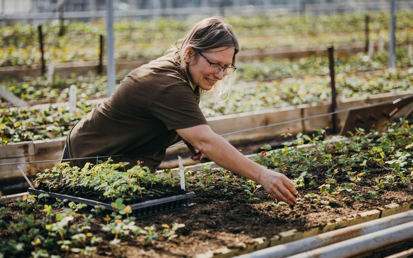 Person working in the greenhouse at David Austin
