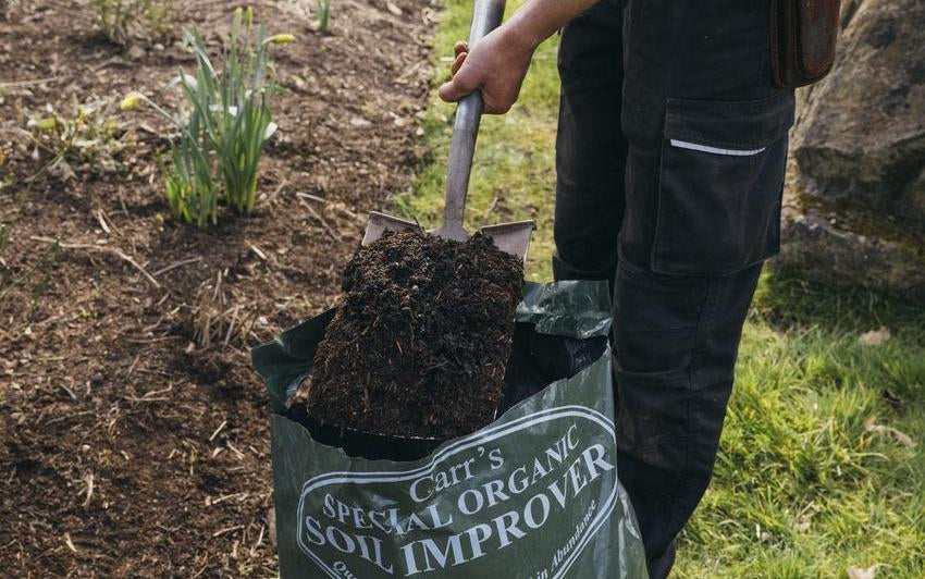 Person mulching a rose
