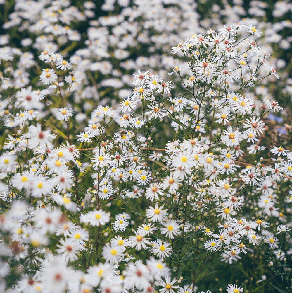 White companion plant Asters
