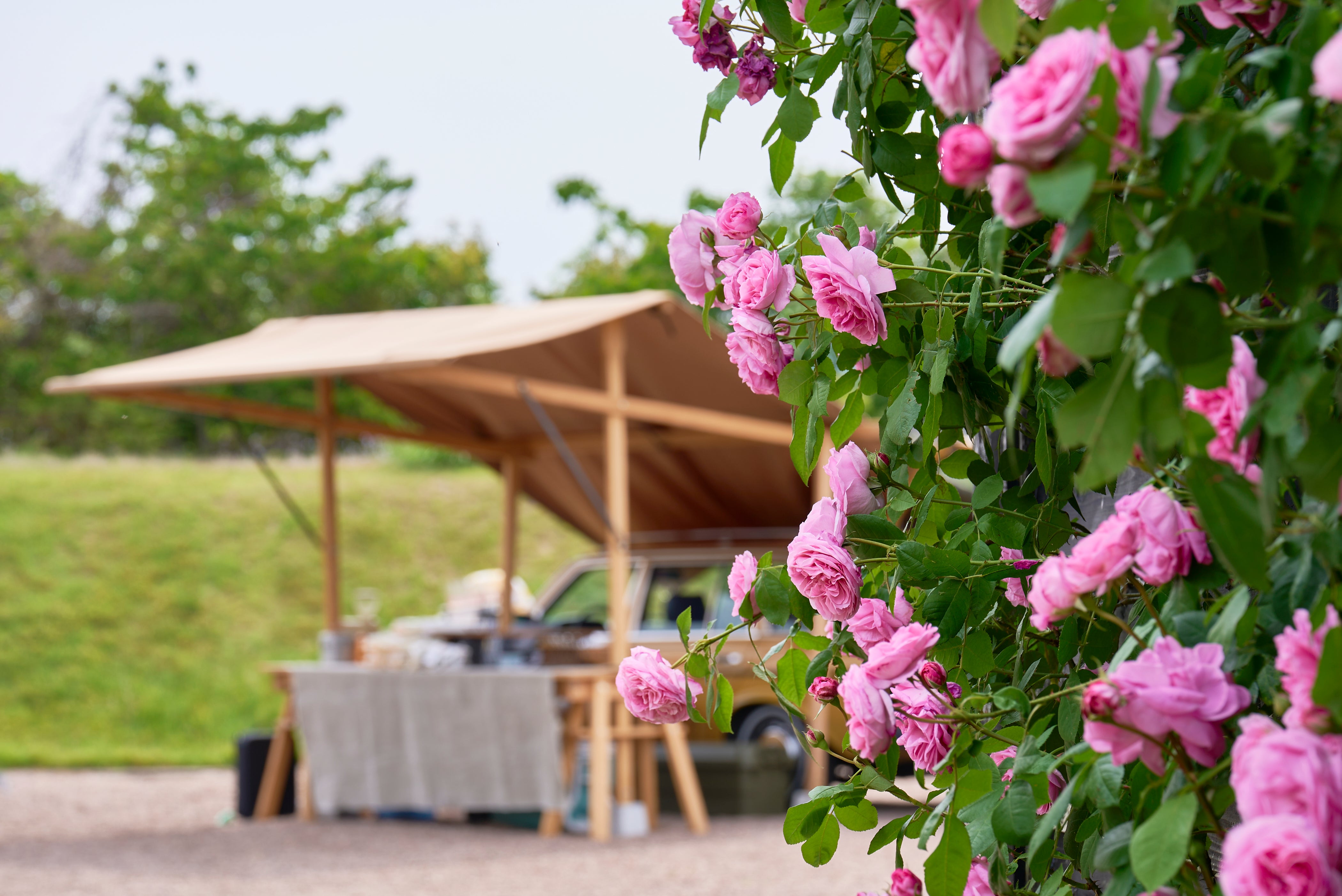 David Austin roses in Japan featuring Gertrude Jekyll