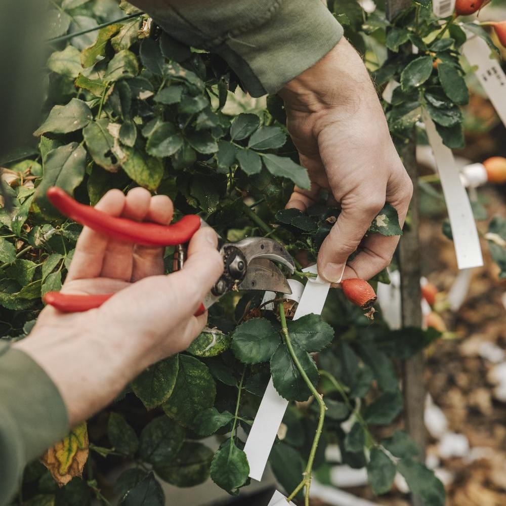 Close up shot of a person using secateurs to snip a rose hip from David Austin greenhouses