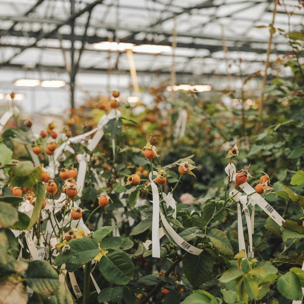 Orange rose hips in a David Austin greenhouse