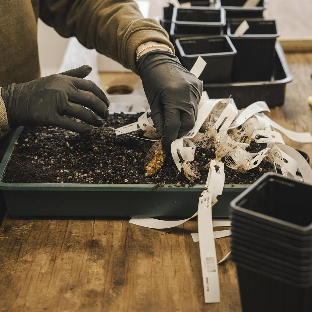 Person placing a netted bag of English rose hips in soil