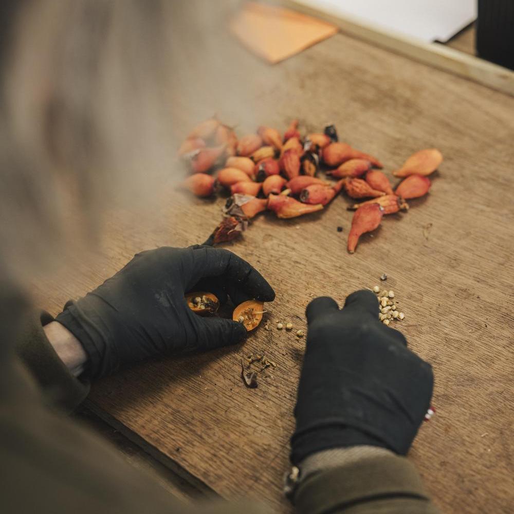 An open orange rose hip showing the seeds inside