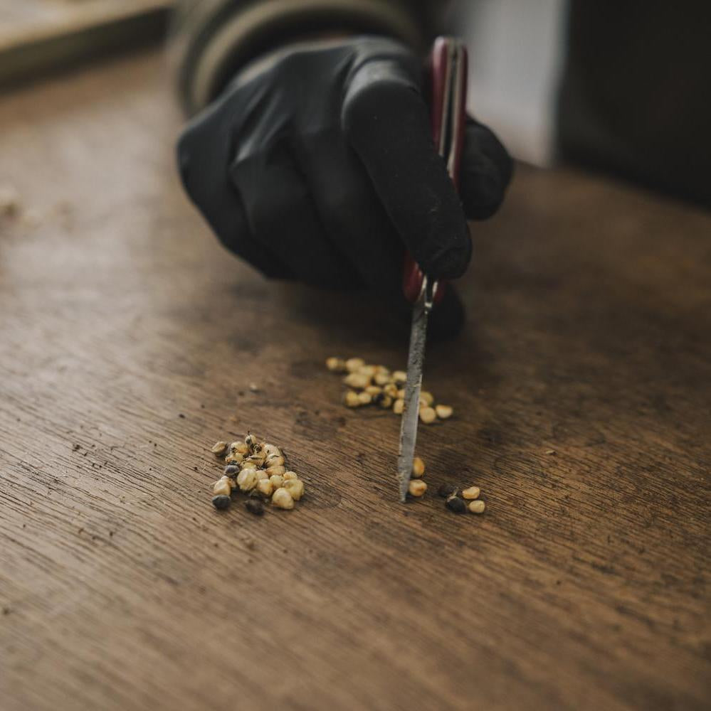 Person separating rose hip seeds at David Austin roses