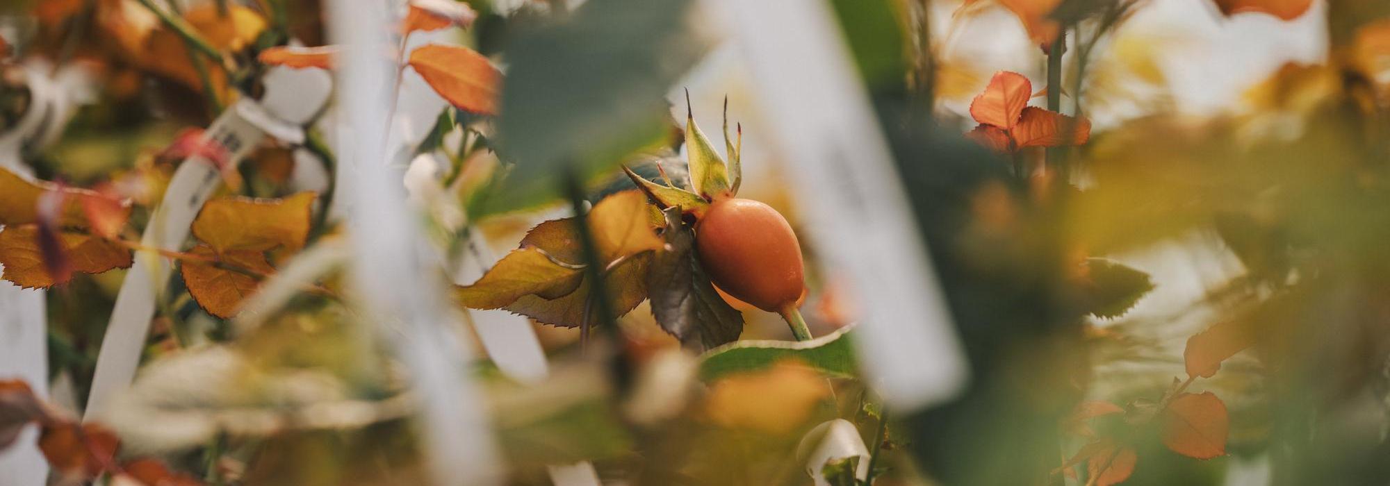 Close up of a orange rose hip in the greenhouse
