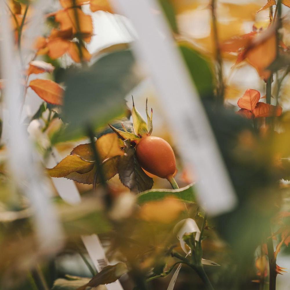 Close up of a orange rose hip in the greenhouse