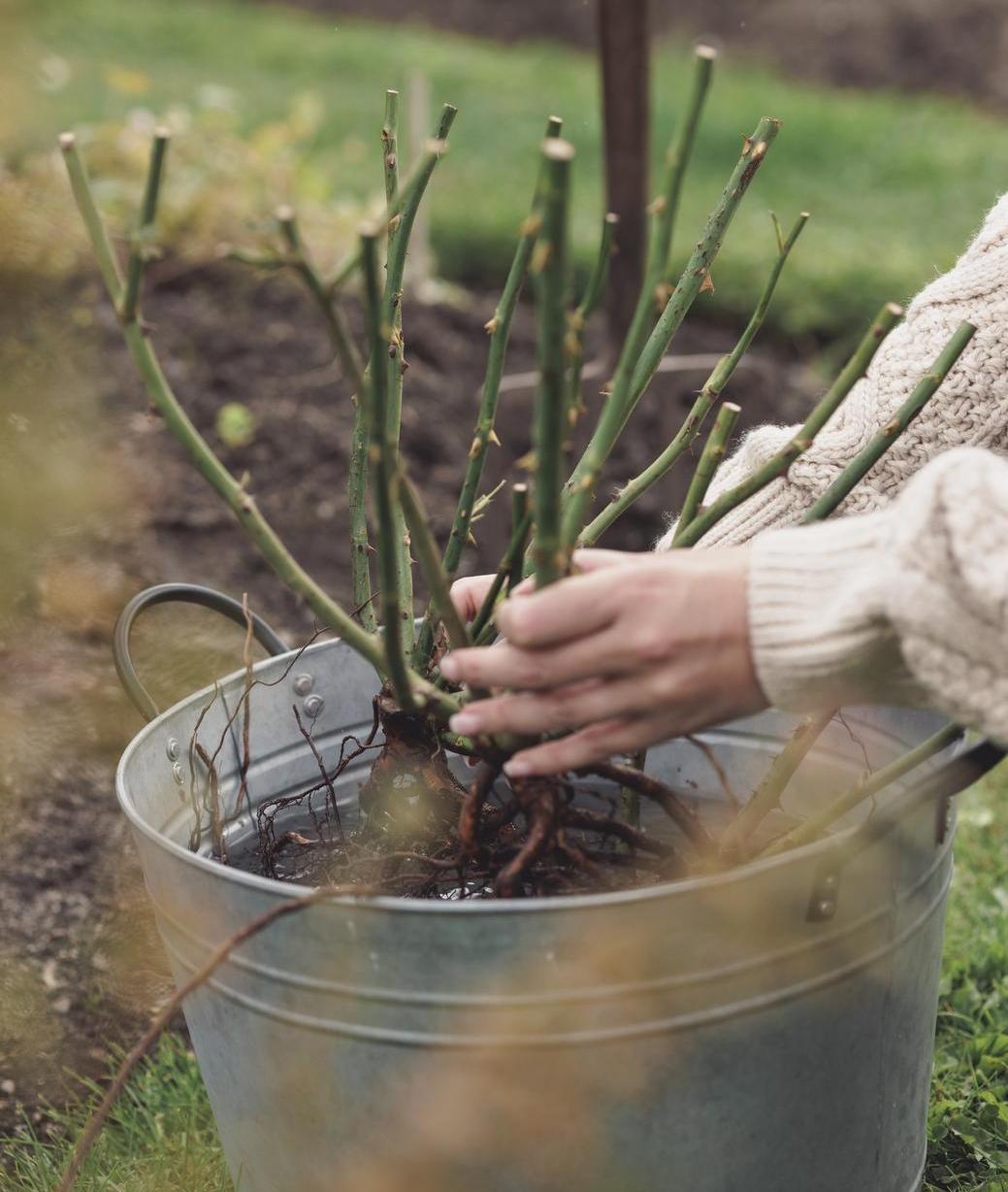 Bare root roses bred by David Austin in a bucket of water