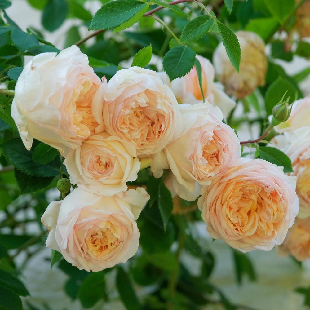 Bathsheba orange climbing rose bred by David Austin
