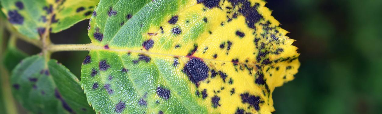 Blackspot on a rose leaf