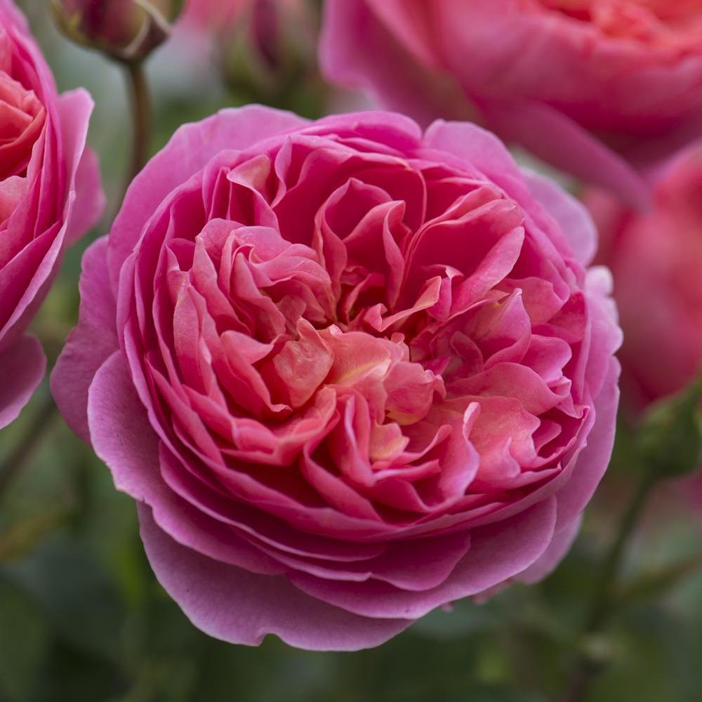 Boscobel rose bred by David Austin
