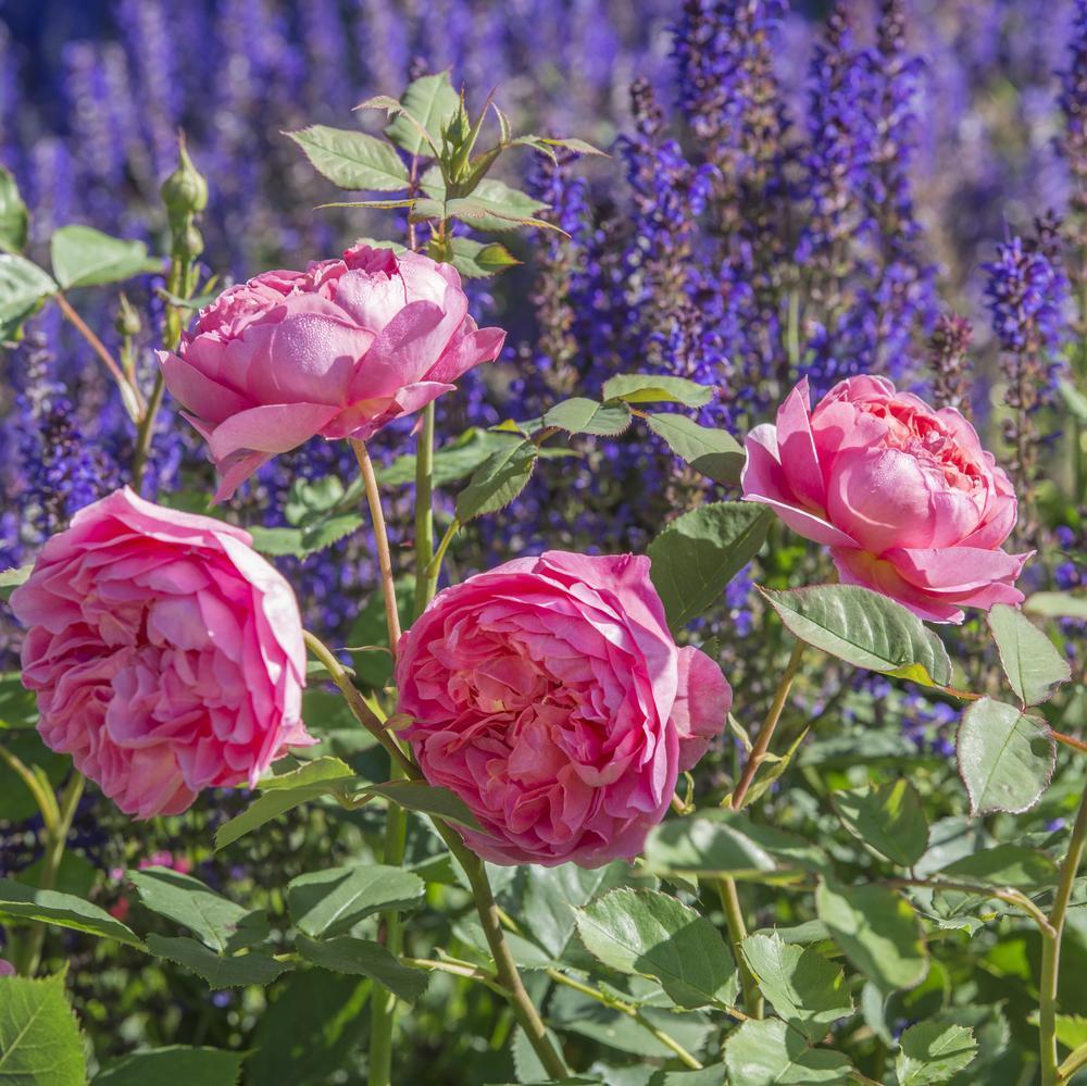 Boscobel rose bred by David Austin