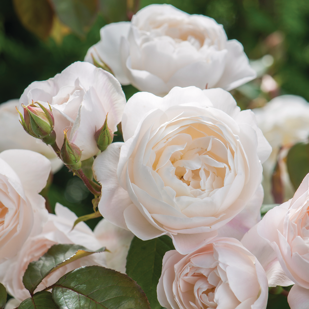 Desdemona white English rose bred by David Austin