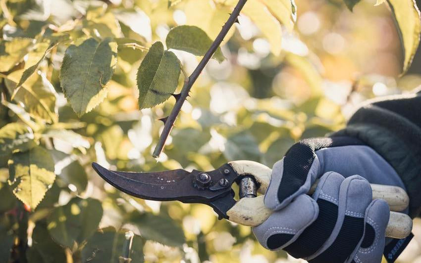 Close up of a person pruning a rose