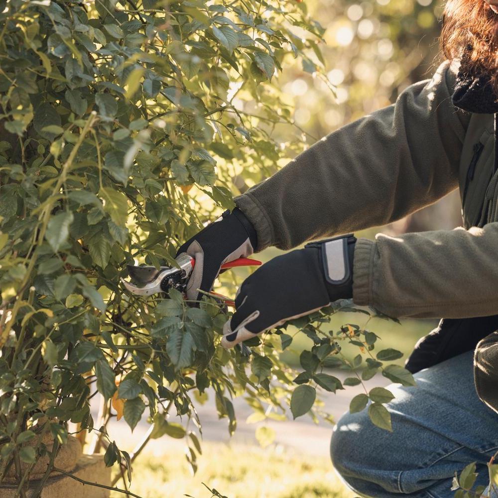 Person pruning a David Austin rose
