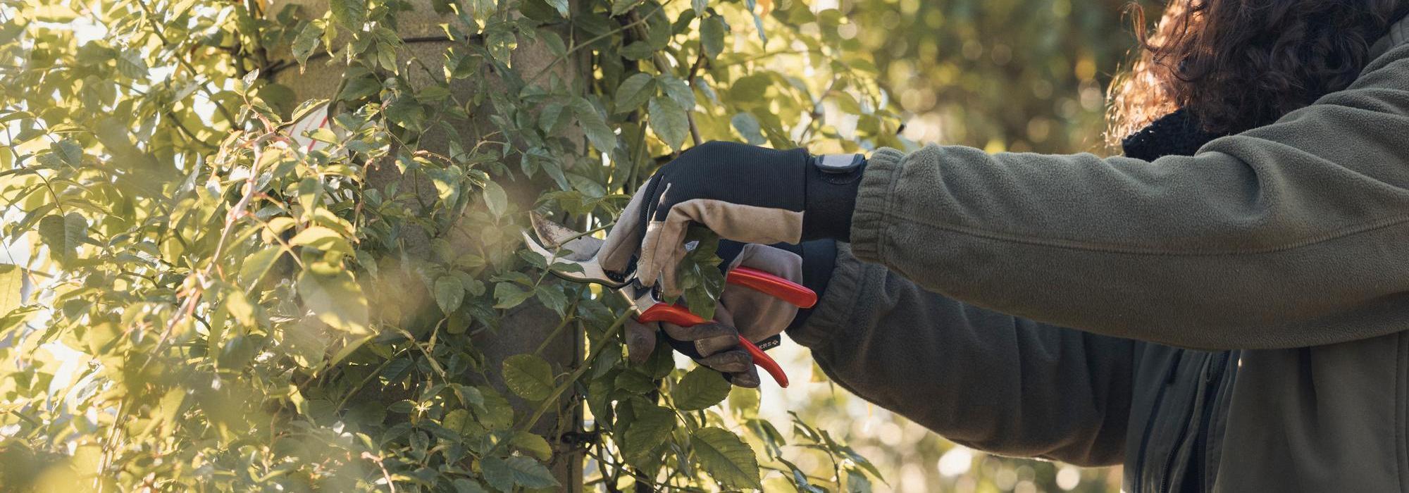 Woman pruning a climbing rose