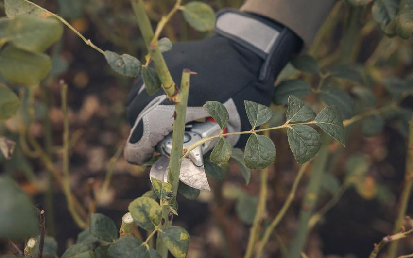 Person pruning a English shrub rose