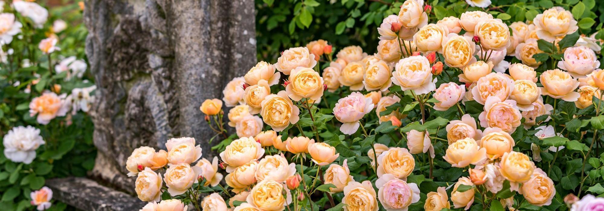 Roald_Dahl English shrub rose bred by David Austin