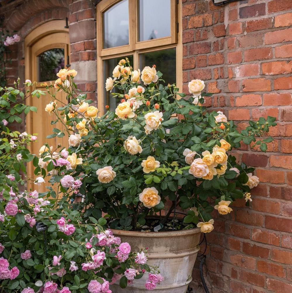 Roald Dahl rose bred by David Austin in a pot