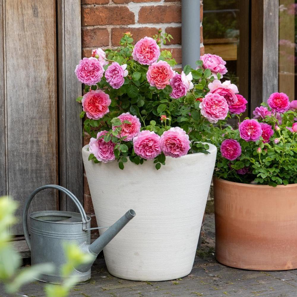 Princess Alexandra of Kent bred by David Austin in a white pot