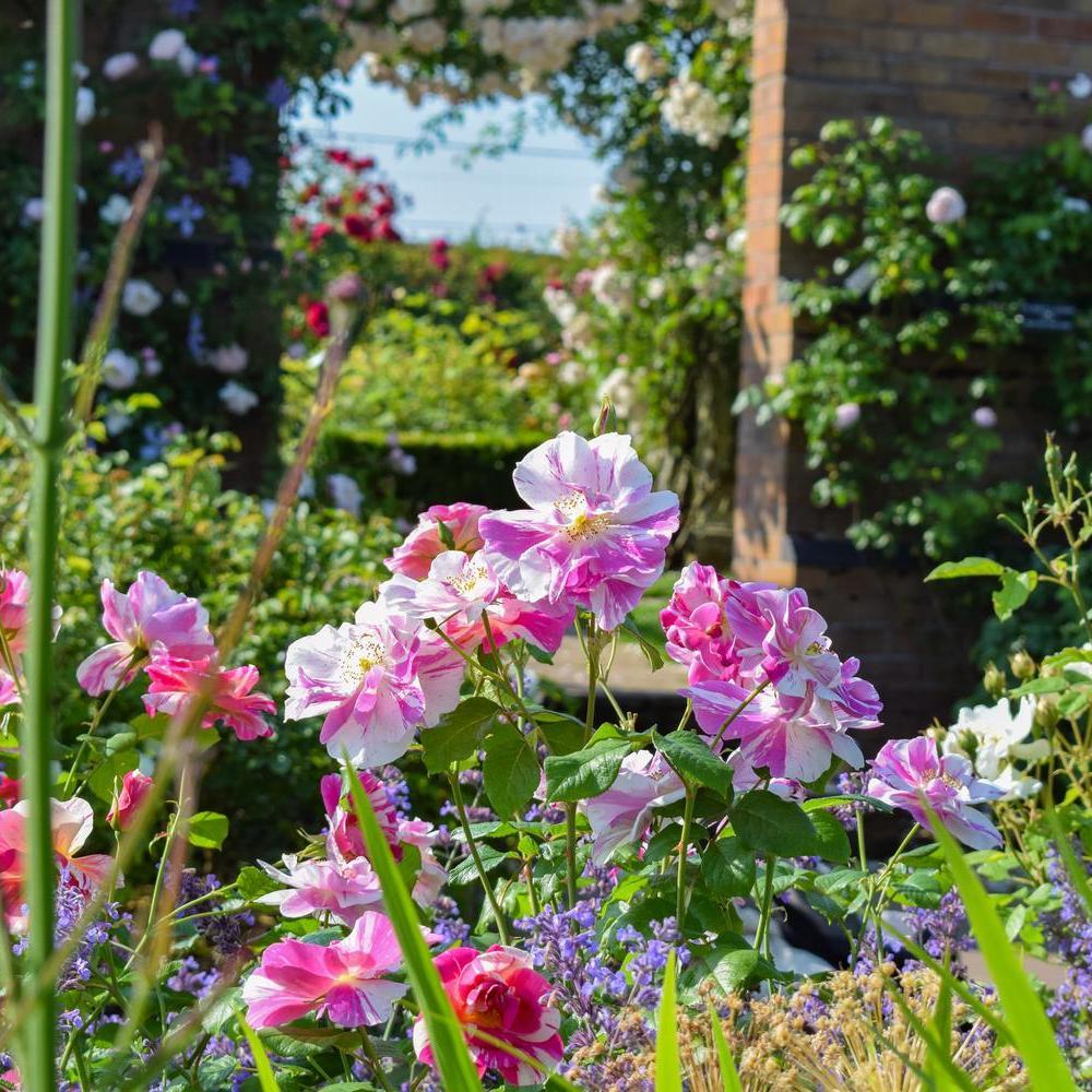 The King's Rose bred by David Austin pink and white stripe