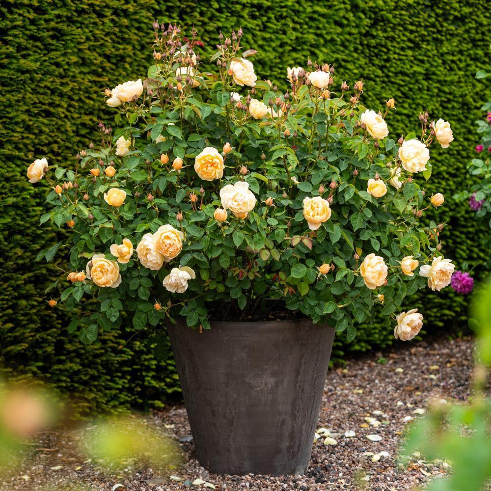 Rosa Dannahue bred by David Austin planted in a pot