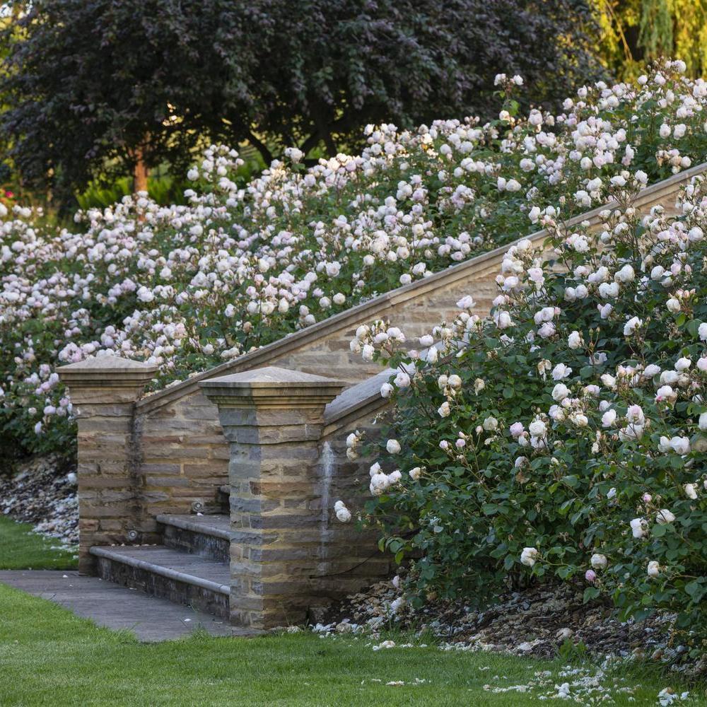 Desdemona white English rose bred by David Austin in a rose border next to stone stairs outdoors