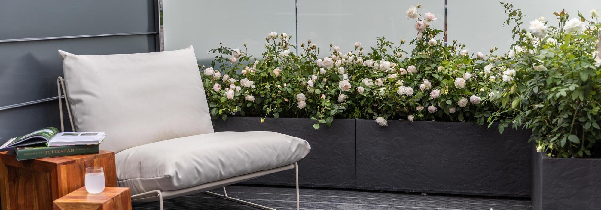 Susan Williams-Ellis rose bred by David Austin in a container on a balcony