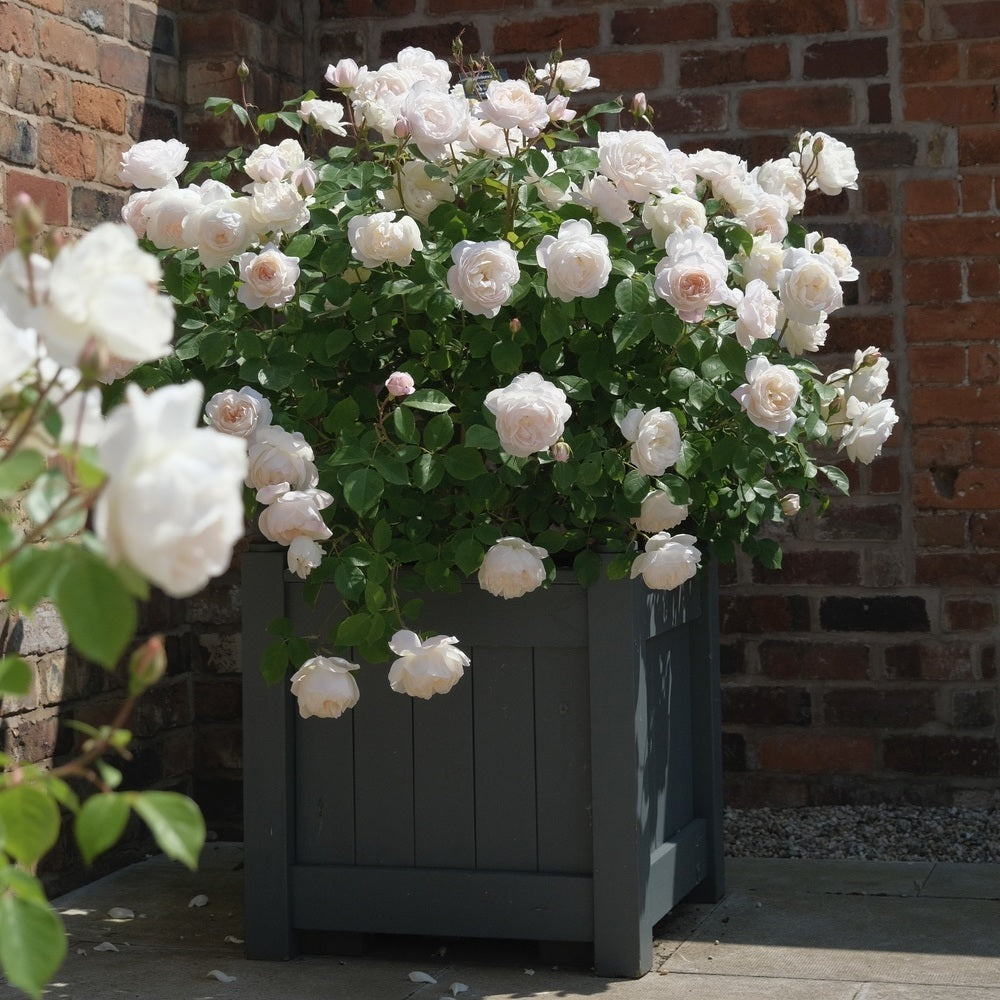 Desdemona white rose bred by David Austin in a dark pot