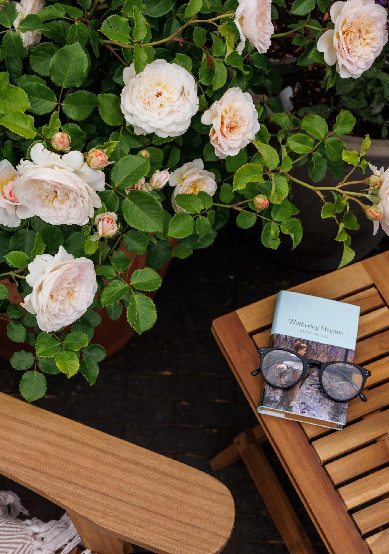 Rosa_Emily_Bronte English rose bred by David Austin