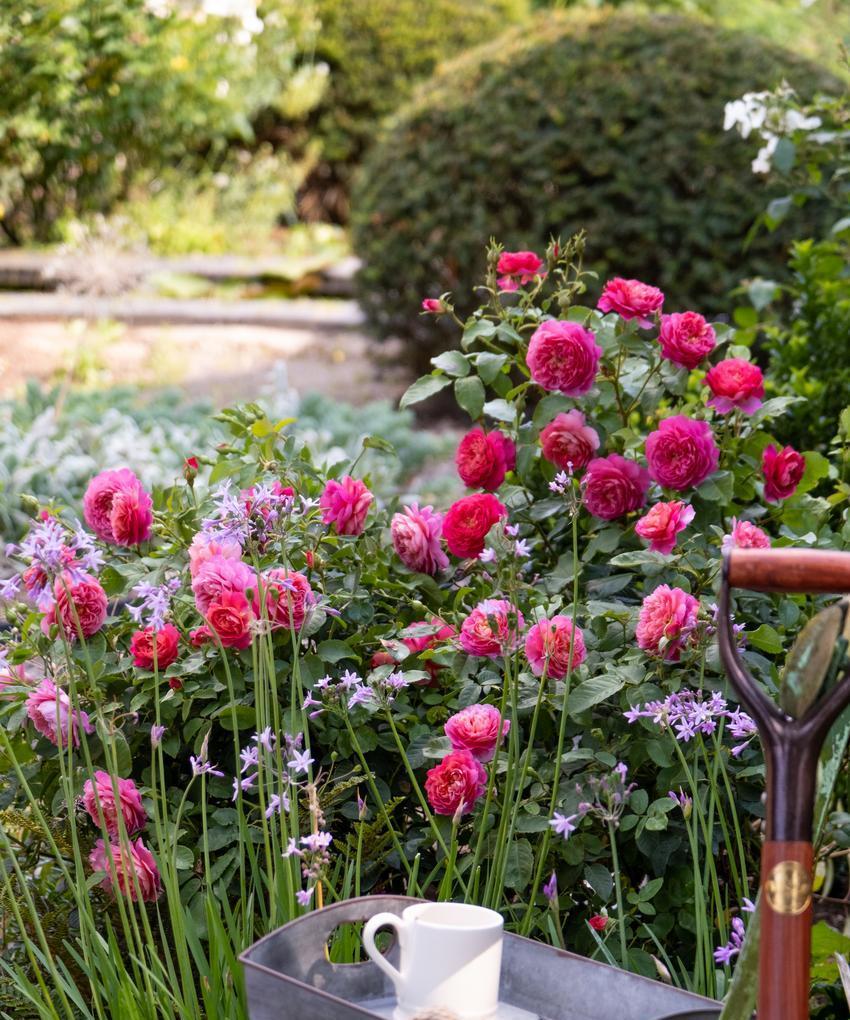 Emma Bridgewater rose bred by David Austin