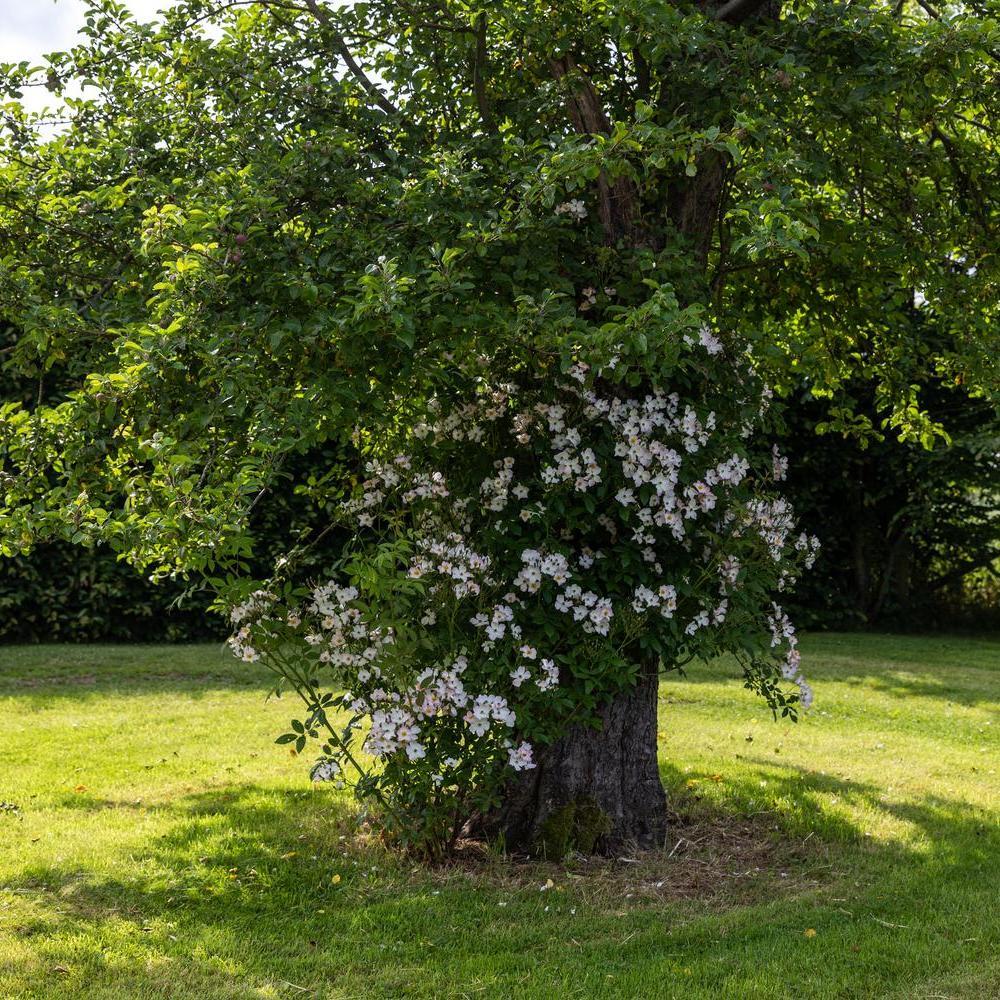 Francis_E._Lester growing up the base of a tree