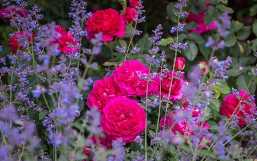 Gabrial_oak_with_catmint