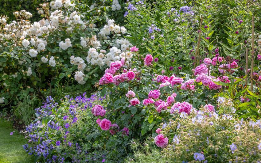 Gertrude Jekyll in a border with companion plants