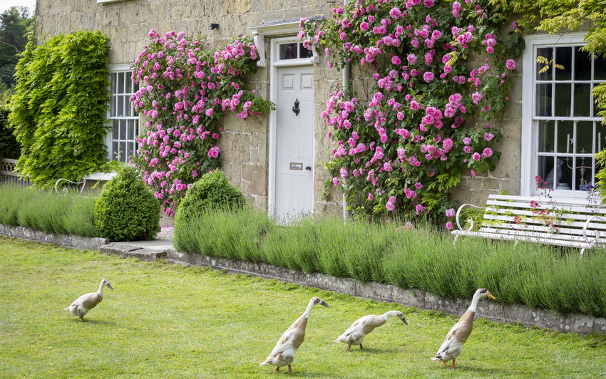 Gertrude Jekyll pink climbing rose bred by David Austin on a wall with ducks roaming the garden