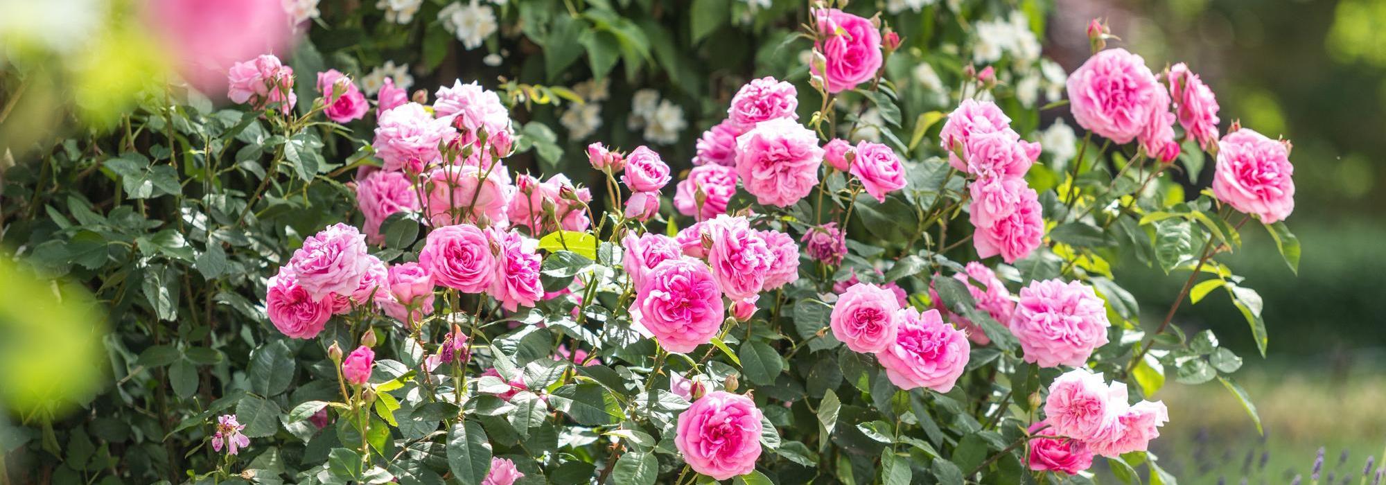 Gertrude Jekyll pink rose bred by David Austin