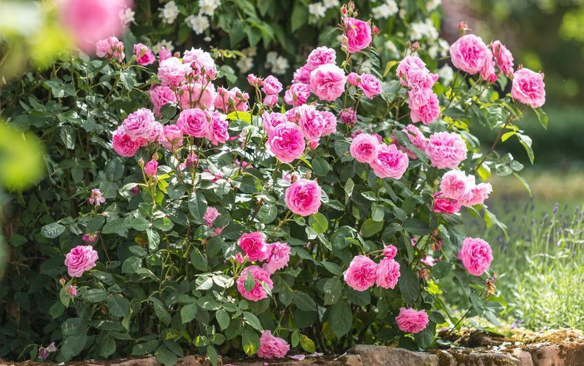 Gertrude Jekyll pink shrub rose bred by David Austin